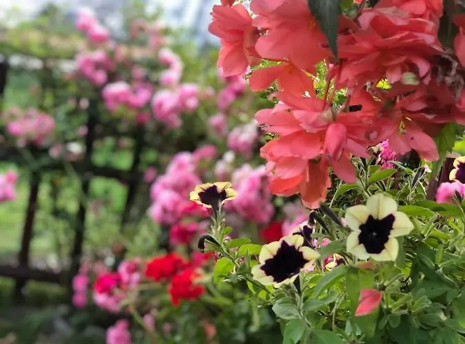 Πανσιόν Emmy 3*