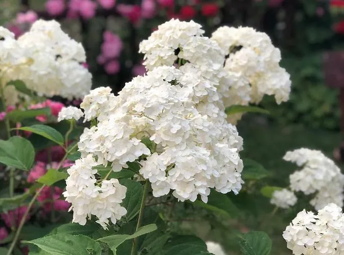 Πανσιόν Emmy 3*